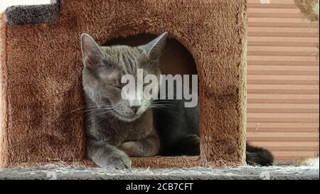 Gatto grigio domestico che dorme in una casa su un gatto albero Foto Stock
