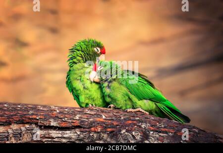 Il ritratto del cortigliero Psittacara frontatus nella luce del pomeriggio. Pappagallo sudamericano con fronte rosso seduto su un ramo. La migliore p Foto Stock