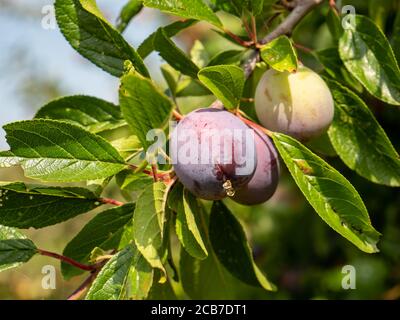 prugne mature su un albero Foto Stock