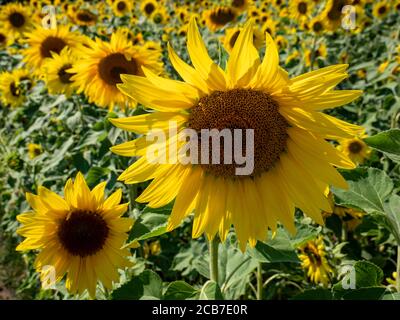 girasoli gialli nel campo Foto Stock