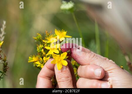 Johanniskraut, Blüte wird zwischen Fingern zerrieben und färbt rot, roter Farbstoff, ipericina, „Johannisblut Tüpfel,  -Johanniskraut, Echtes Johannisk Foto Stock