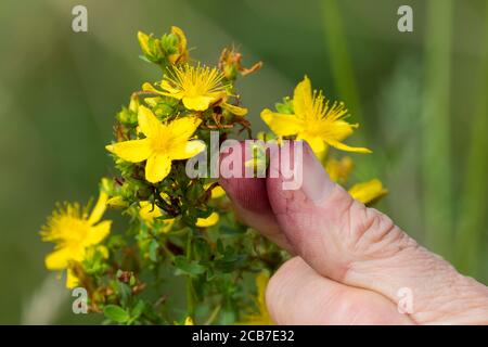 Johanniskraut, Blüte wird zwischen Fingern zerrieben und färbt rot, roter Farbstoff, ipericina, „Johannisblut Tüpfel,  -Johanniskraut, Echtes Johannisk Foto Stock