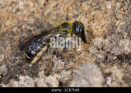 Hahnenfuß-Scherenbiene, Hahnenfuss-Scherenbiene, Scherenbiene, Scherenbienen, Weibchen, sammelt Sandkörnchen für den Niströhren-Verschluss, Chelostoma Foto Stock