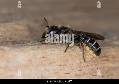 Hahnenfuß-Scherenbiene, Hahnenfuss-Scherenbiene, Scherenbiene, Scherenbienen, Weibchen, Milben, Milbefall, Chelostoma florisomne, Sleepy Carpenter Foto Stock