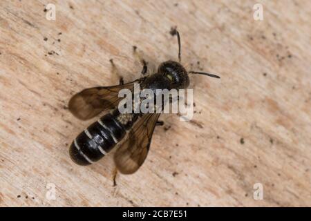 Hahnenfuß-Scherenbiene, Hahnenfuss-Scherenbiene, Scherenbiene, Scherenbienen, Weibchen, Milben, Milbefall, Chelostoma florisomne, Sleepy Carpenter Foto Stock