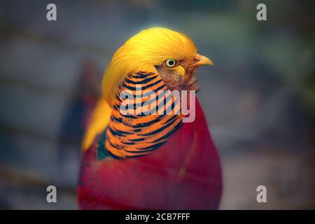 Magnifico uccello fagiano maschio dorato con belle piume, la migliore foto Foto Stock