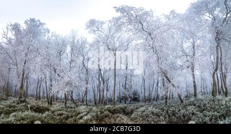 Incredibili e misteriosi alberi ghiacciati in una foresta coperta di ghiaccio e gelo, tutti in bianco e nebbia, Sneznik, Boemia Svizzera, la migliore foto Foto Stock