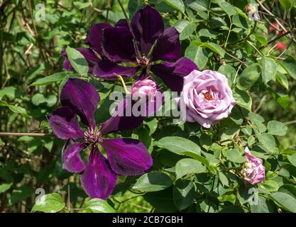 Il clematis 'Jackmani Superba con la rosa blu Ingoleta. Foto Stock