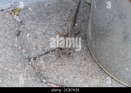 Ruinen Eidechse, kleine Echse schleicht am Boden entlang Foto Stock