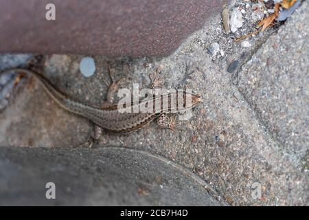 Ruinen Eidechse, kleine Echse schleicht am Boden entlang Foto Stock