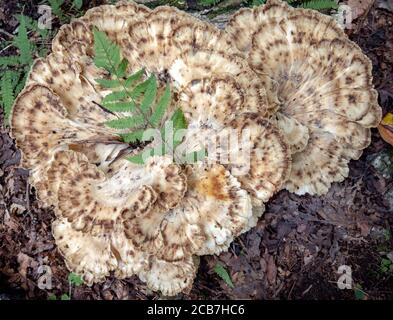 Polipore (Meripilus sumstinei) - Sycamore Cove Trail, Pisgah National Forest, Brevard, North Carolina, USA Foto Stock