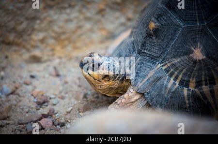 tartaruga sull'erba nel parco dvur kralove, il miglior pohto Foto Stock