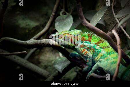 Panther chameleon Furcifer pardalis, la foto bes, zoo Foto Stock