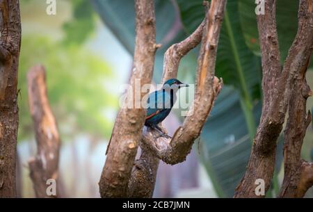 Maschio Onychognathus morio con alata rossa seduto su una spessa corda su sfondo verde della natura, la foto migliore Foto Stock