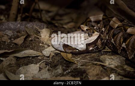 Grande gaboon Bitis gabonica rinoceros bugie e lurks per il cibo nelle foglie, le cacce e il suo camuffamento è grande, la foto migliore Foto Stock