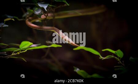 madagascar foglia nosed serpente scivolando fuori da un piccolo albero, Langaha madagascariensis, la foto migliore Foto Stock