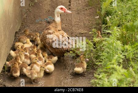 I polli d'anatra moscovy insieme alla loro madre Foto Stock