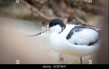 Bella avocet pied, Recurvirostra avosetta sulle acque della Baia di Cadice. Foto Stock