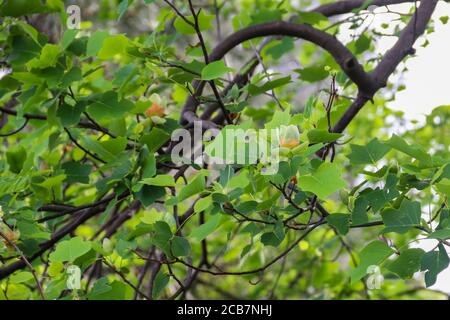 Fiore di tulipano (Liriodendron tulipifera), conosciuto come tulipano americano, tulipide, tulipano, pioppo tulipano, legno bianco, fiddletree e yel Foto Stock