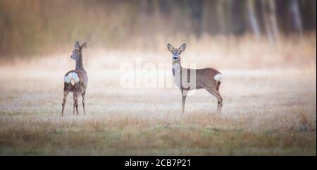 Capreolus capreolus, due cervi di Roe stanno in piedi sul prato estivo prima del sole in erba con la rugiada precoce. Paesaggi naturali. Foto Stock