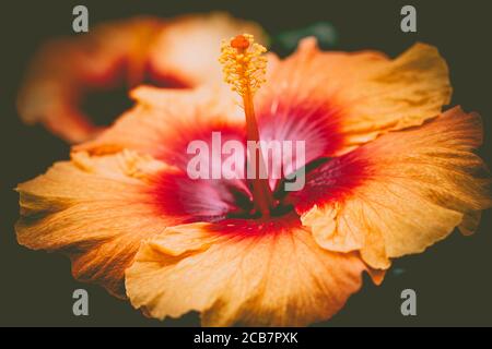 Shoewerplant, Hibiscus Rosa-Sinensis, fiore colorato di Peach in piena fioritura che mostra resistenza. Foto Stock