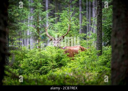 Cervi, Cervus elaphus, con antlers che crescono su velluto. UN enorme cervo in profonda foresta di abete rosso. Animali selvatici in primavera . La foto migliore. Foto Stock
