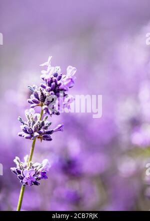 Lavanda, Lavandula, Mauve fiori colorati che crescono all'aperto. Foto Stock