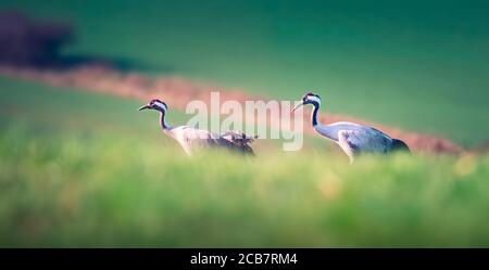 Grus grus comune - Grus grus, bellissimo grande uccello da campi e prati eurasiatici, repubblica Ceca, fauna selvatica, la migliore foto. Foto Stock