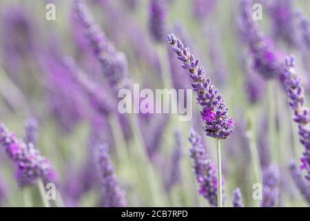 Lavanda, Lavandula, Mauve fiori colorati che crescono all'aperto. Foto Stock