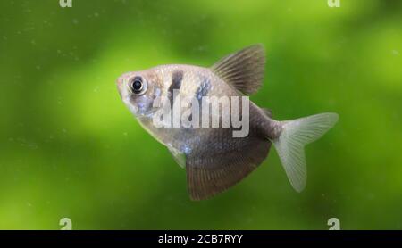 Gymnocorymbus ternetzi. Tropische Fische schwimmen im Aquarium, la migliore foto Foto Stock