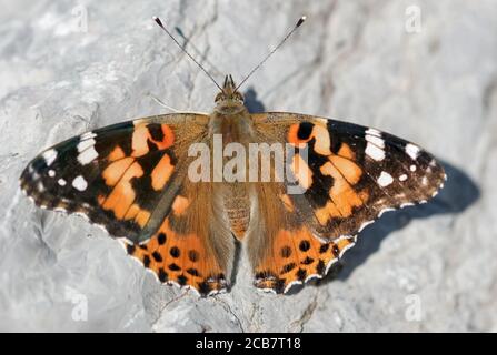 Painted Lady (Vanessa Cardui) farfalla crogiolarsi. Foto Stock