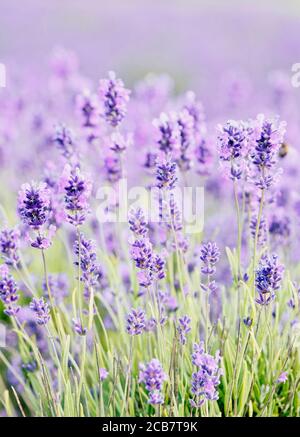 Lavanda, Lavandula, Mauve fiori colorati che crescono all'aperto. Foto Stock