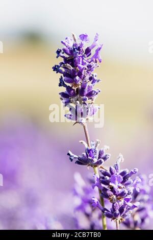 Lavanda, Lavandula, Mauve fiori colorati che crescono all'aperto. Foto Stock