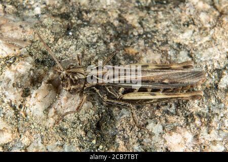 Un grasshopper marrone da vicino Foto Stock