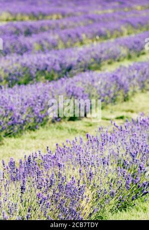 Lavanda, Lavandula, Mauve fiori colorati che crescono all'aperto. Foto Stock