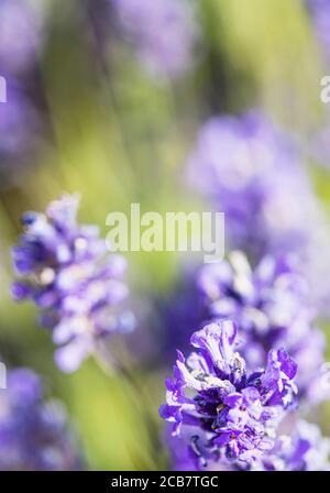 Lavanda, Lavandula, Mauve fiori colorati che crescono all'aperto. Foto Stock