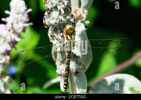 Un falco migrante dragonfly (Aeshna mixta) su un orecchio di agnello (Stachys byzantina) Foto Stock