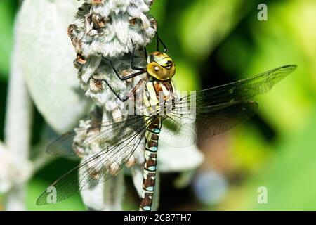 Un falco migrante dragonfly (Aeshna mixta) su un orecchio di agnello (Stachys byzantina) Foto Stock