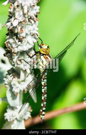 Un falco migrante dragonfly (Aeshna mixta) su un orecchio di agnello (Stachys byzantina) Foto Stock