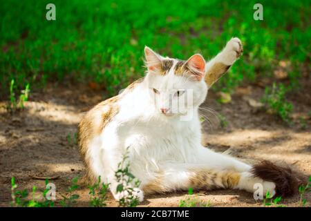 ritratto di un gatto multicolore con un muso bianco che si siede sulla strada dietro la zampa posteriore sopra il capo del concetto di cute e animale domestico Foto Stock