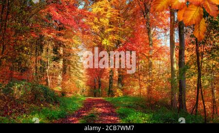 Scenario forestale in autunno con colori incantevoli e un sentiero coperto di foglie rosse e incorniciato da erba verde e. erbe Foto Stock