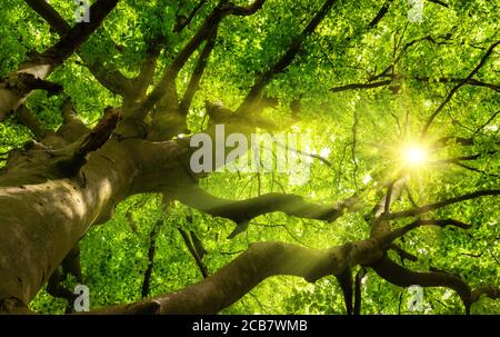 Green beautiful canopy of a big beech tree with the sun shining through the branches and lush foliage Foto Stock