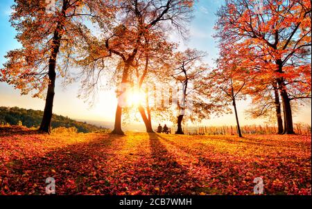 Scenario autunnale con la luce del sole dorata in un parco, con il cielo blu, il sole, gli alberi che gettano ombre come linee principali e un sacco di fogliame rosso Foto Stock