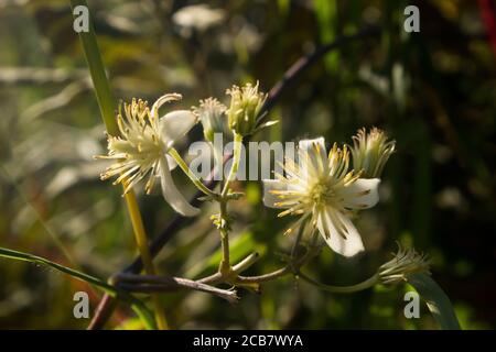 I piccoli fiori delicati della Clematis Brachiata, una vite comunemente conosciuta come gioia dei viaggiatori per le sue proprietà medicinali, retroilluminata nel pomeriggio Foto Stock