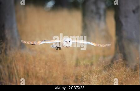 Gufo nella foresta scura. Gufo di granaio, Tito alba, uccello bello volare sul vecchio ceppo di albero con felce verde, bello verde chiaro offuscato lo sfondo, animale in t Foto Stock