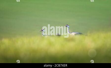 Grus grus comune - Grus grus, bellissimo grande uccello da campi e prati eurasiatici, repubblica Ceca, fauna selvatica, la migliore foto. Foto Stock