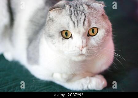 Scottish Fold Cat con faccia rotonda. Ritratto di scozzese sorprende piega maschio gatto con grandi occhi. Gatti occhi gialli. Foto Stock