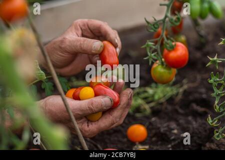 Mani che tengono piccoli pomodori ciliegini in una serra Foto Stock