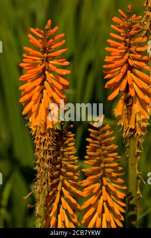 Kniphofia "Fiery Fred" Foto Stock