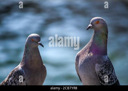 Colombe su sfondo d'acqua sfocato Foto Stock